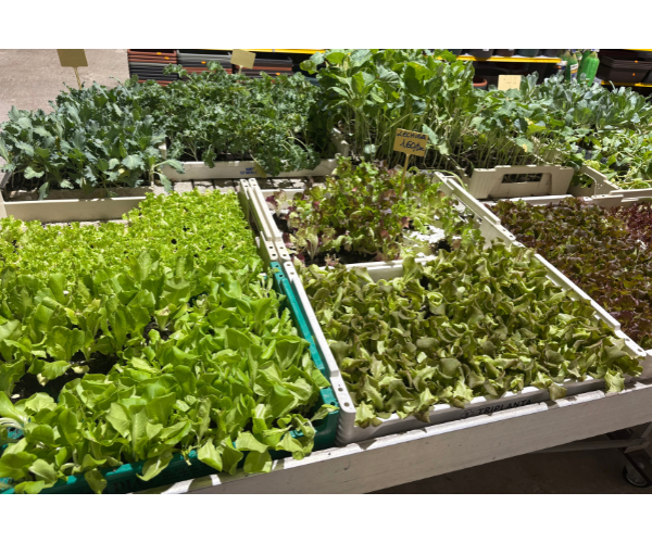 Diseño sin título (42)